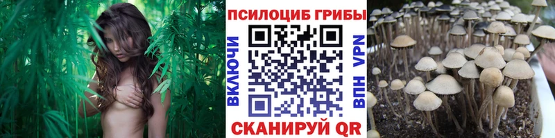 сколько стоит  Большой Камень  kraken как войти  Псилоцибиновые грибы Psilocybine cubensis 